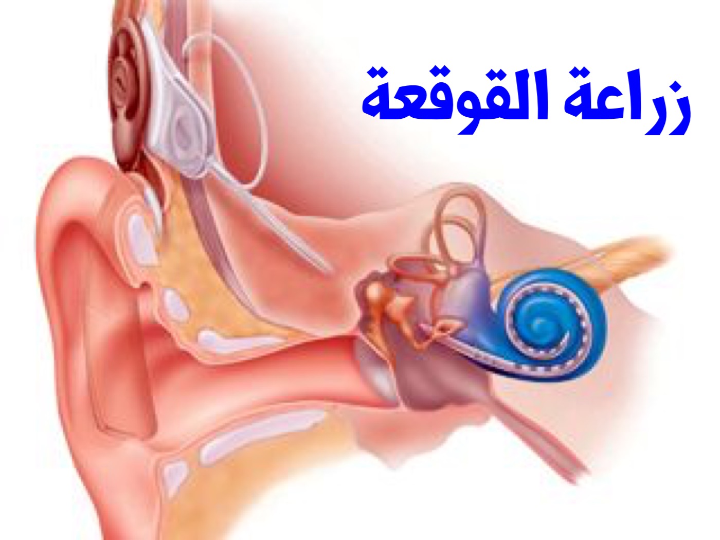 نجاحا ملموسا لبرنامج زراعة القوقعة