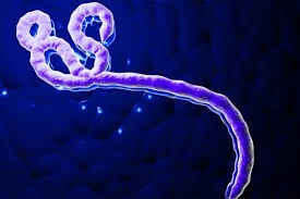 Ebola virus disease
